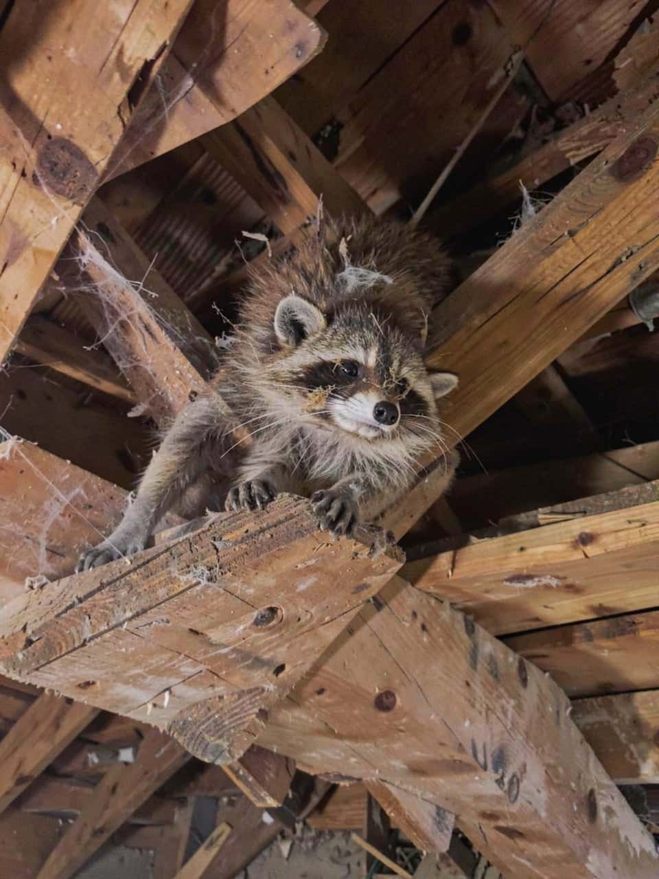 Residential roofline and attic area where wildlife often gains access