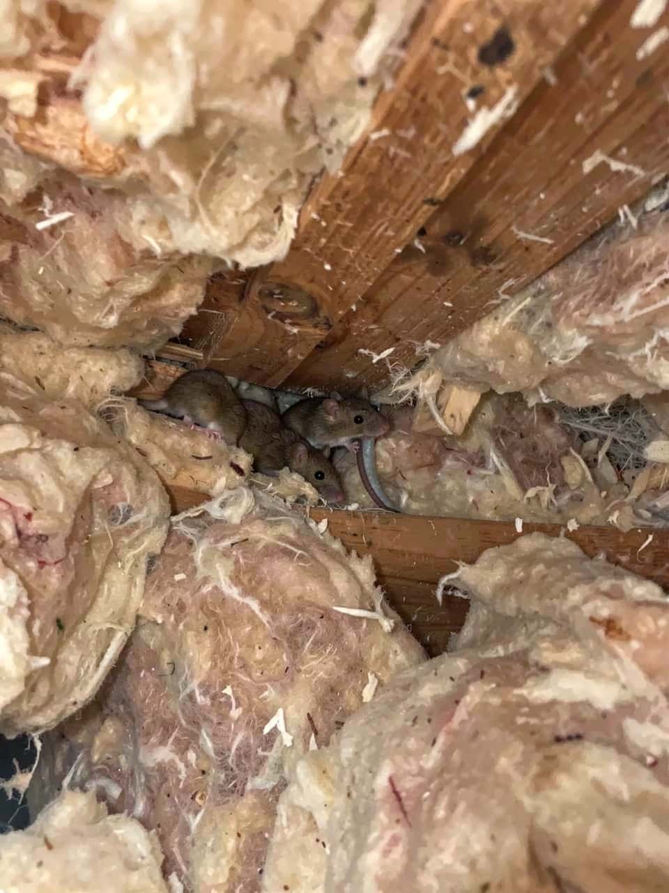 Rodent positioned near a structural edge commonly used for entry